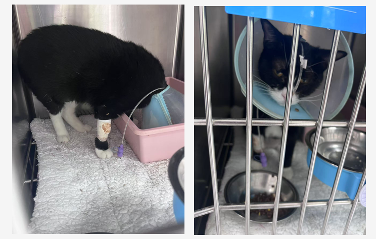 11e79eae-fe87-49c0-bb9c-19328e9941b9